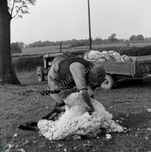 Sheep Shearing, Sawley